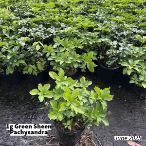 June 2025 1g Green Sheen Pachysandra Group for Website